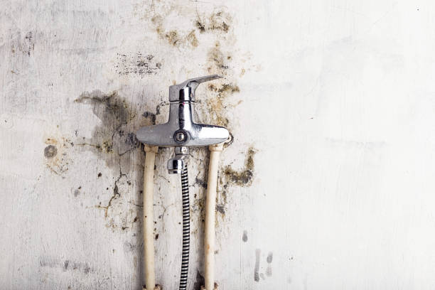 Best Office Mold Removal Services  in Austin, AR