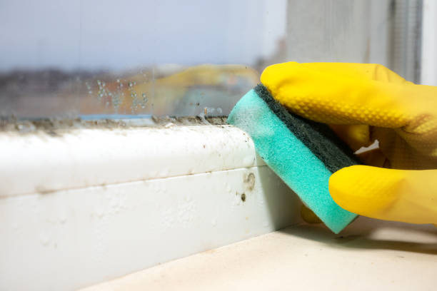 Mold Removal Process in Austin, AR