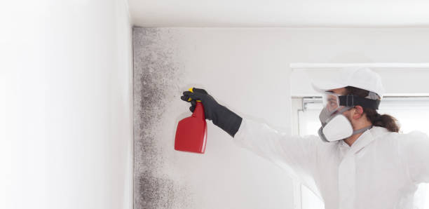 Reliable Austin, AR Mold Removal Solutions