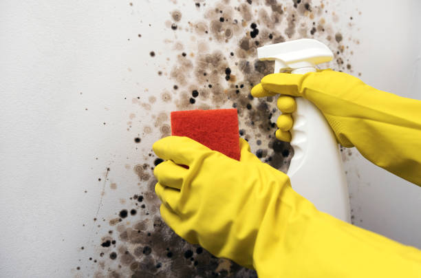 Best Black Mold Removal  in Austin, AR